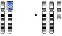 tetrasomychromosomediagram.JPG